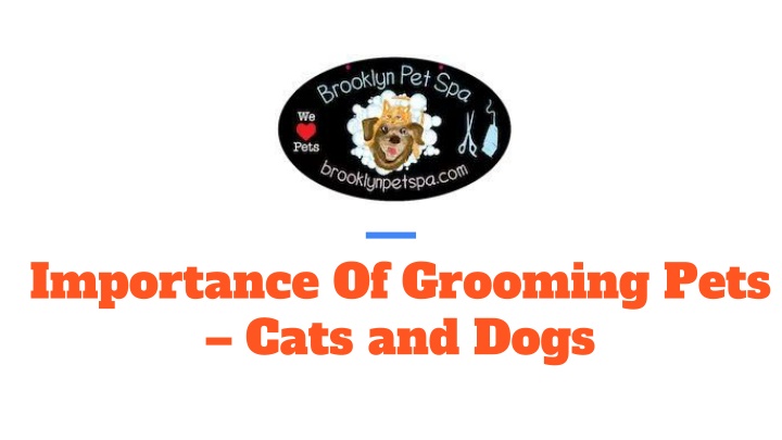 importance of grooming pets cats and dogs