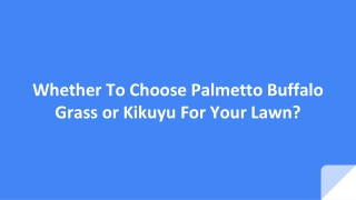 Whether To Choose Palmetto Buffalo Grass or Kikuyu For Your Lawn?