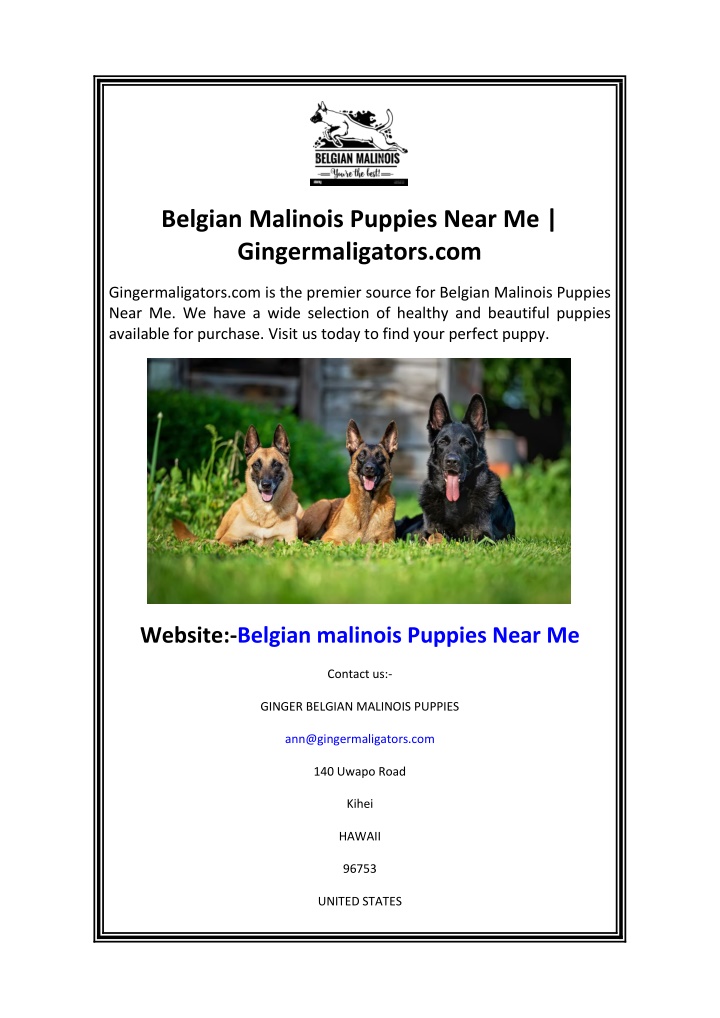 belgian malinois puppies near me gingermaligators