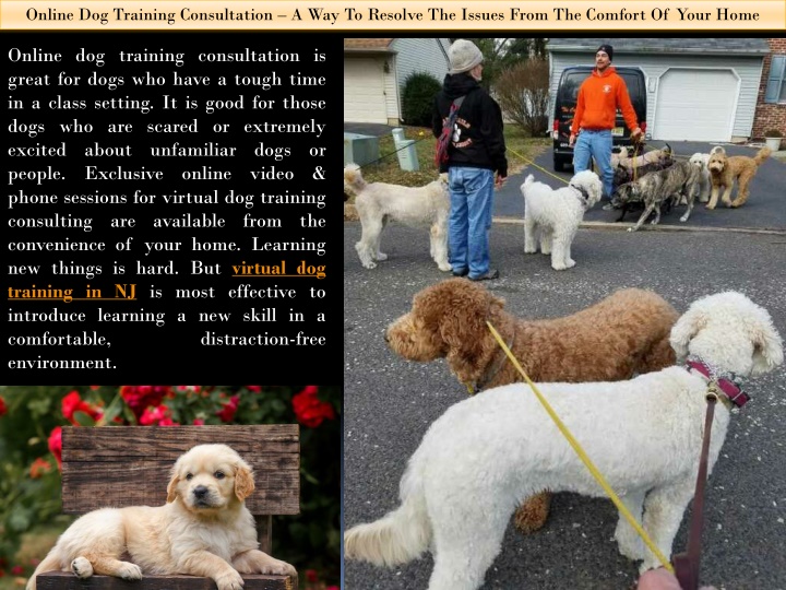 online dog training consultation a way to resolve