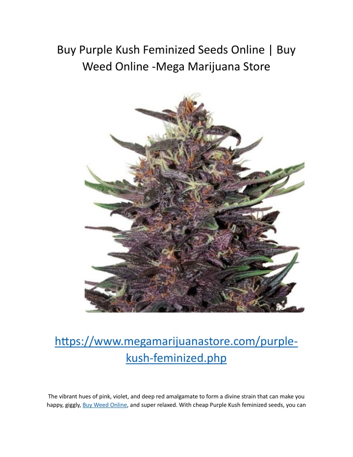 buy purple kush feminized seeds online buy weed