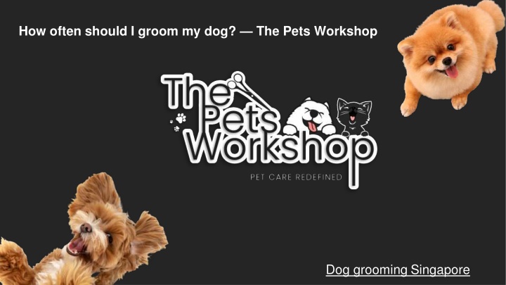how often should i groom my dog the pets workshop