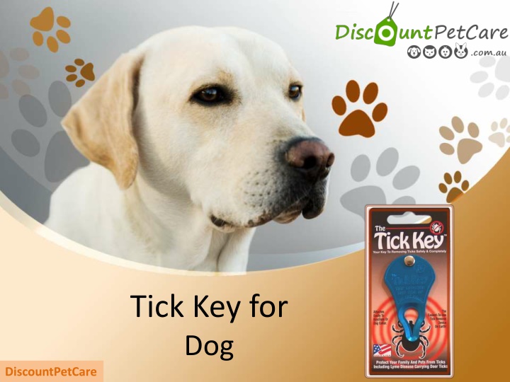 tick key for dog
