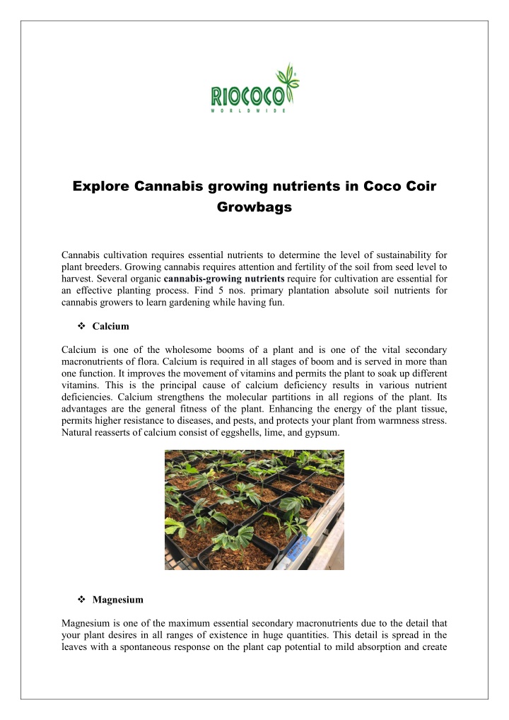 explore cannabis growing nutrients in coco coir