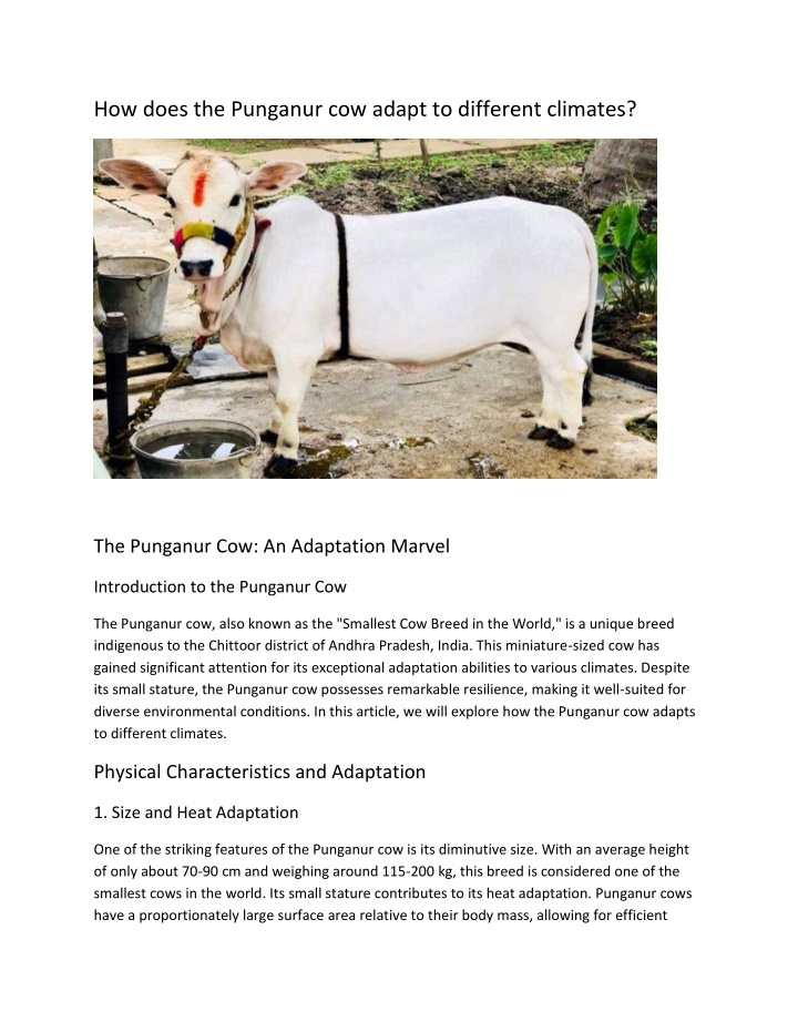 how does the punganur cow adapt to different