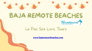 Tours To Swim With Whale Wharks And Aea Lions in La Paz