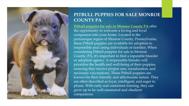 pitbull puppies for sale monroe county pa