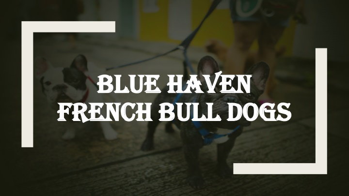 blue haven french bull dogs
