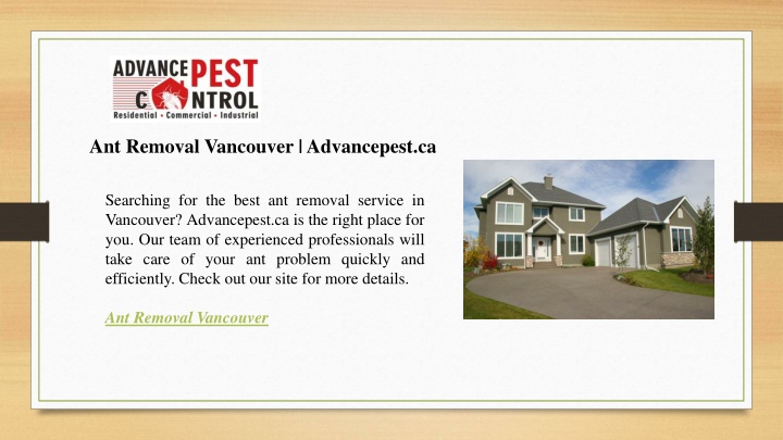 ant removal vancouver advancepest ca