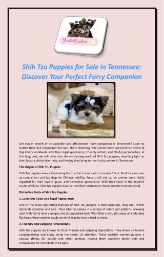 Shih Tzu Puppies for Sale in Tennessee: Discover Your Perfect Furry Companion