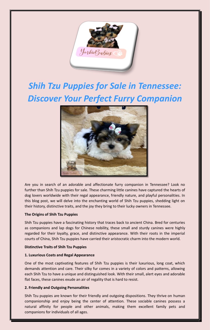 shih tzu puppies for sale in tennessee discover