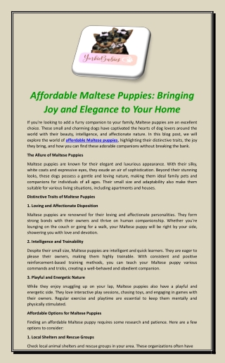 Affordable Maltese Puppies: Bringing Joy and Elegance to Your Home