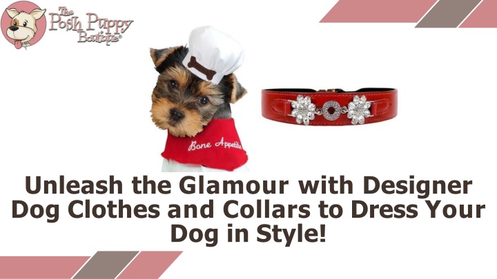 unleash the glamour with designer dog clothes and collars to dress your dog in style