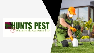 Pest Control Royston