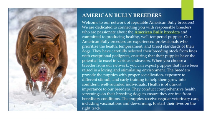 american bully breeders