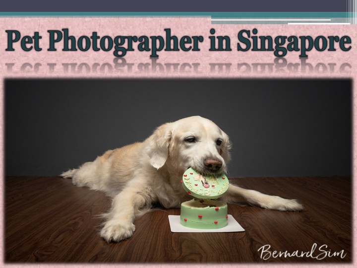 pet photographer in singapore