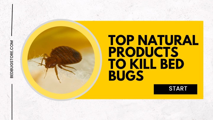 top natural products to kill bed bugs