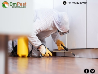 Get Best Pest Control Services