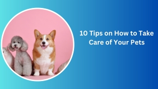 10 Tips on How to Take Care of Your Pets