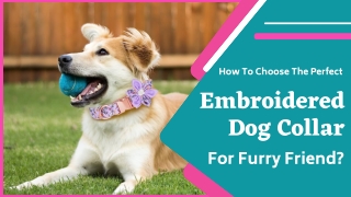 Elegant Collars For Dogs