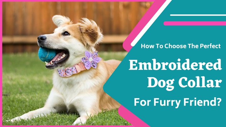 how to choose the perfect embroidered dog collar