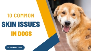 10 common skin issues in dogs