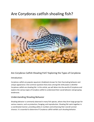 are corydoras catfish shoaling fish