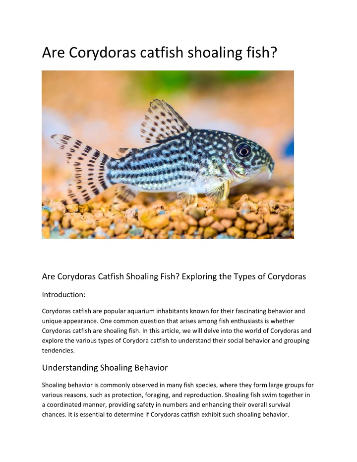 are corydoras catfish shoaling fish