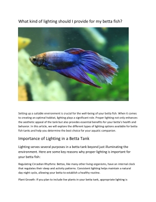 What kind of lighting should I provide for my betta fish?