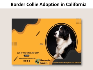 Border Collie Adoption in California