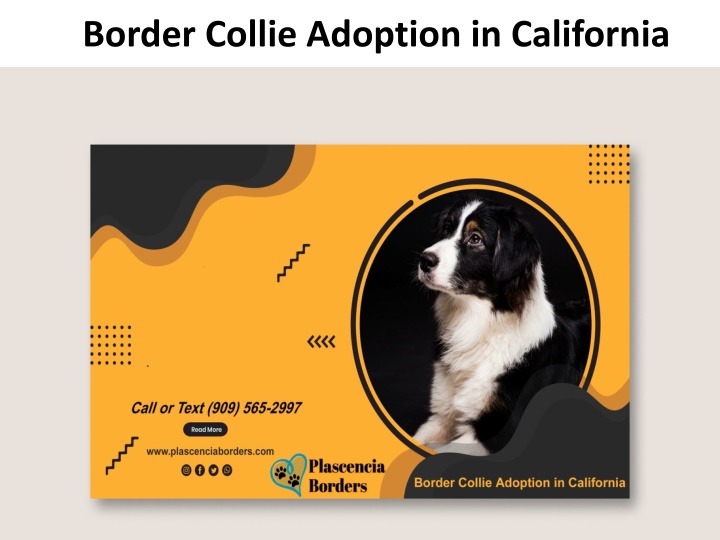 border collie adoption in california