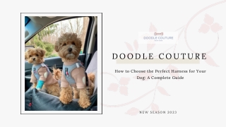 How to Choose the Perfect Harness for Your Dog A Complete Guide - Doodle Couture