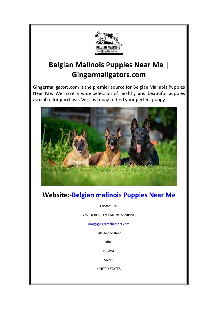 belgian malinois puppies near me gingermaligators