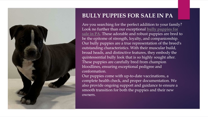 bully puppies for sale in pa