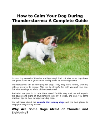 How to Calm Your Dog During Thunderstorms A Complete Guide