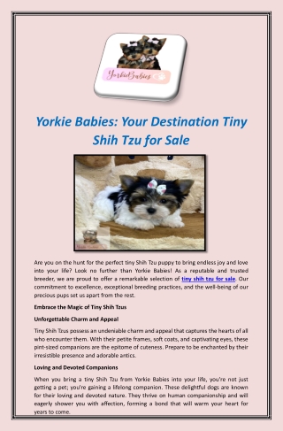 Yorkie Babies: Your Destination Tiny Shih Tzu for Sale