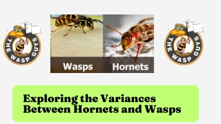 Exploring the Variances Between Hornets and Wasps