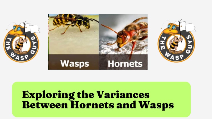 exploring the variances between hornets and wasps