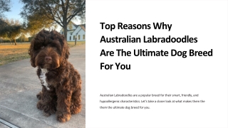 Top-Reasons-Why-Australian-Labradoodles-Are-The-Ultimate-Dog-Breed-For-You
