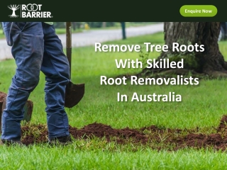 Remove Tree Roots With Skilled Root Removalists In Australia