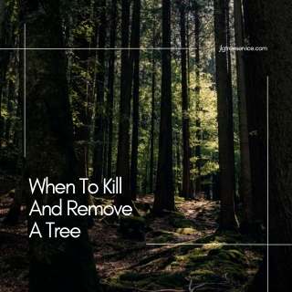 When to Kill and Remove a Tree