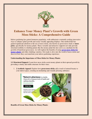 Enhance Your Money Plant’s Growth with Green Moss Sticks A Comprehensive Guide