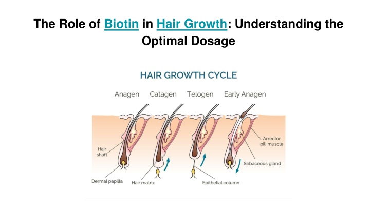 the role of biotin in hair growth understanding the optimal dosage