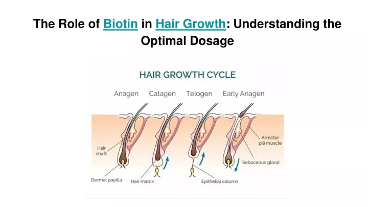 the role of biotin in hair growth understanding