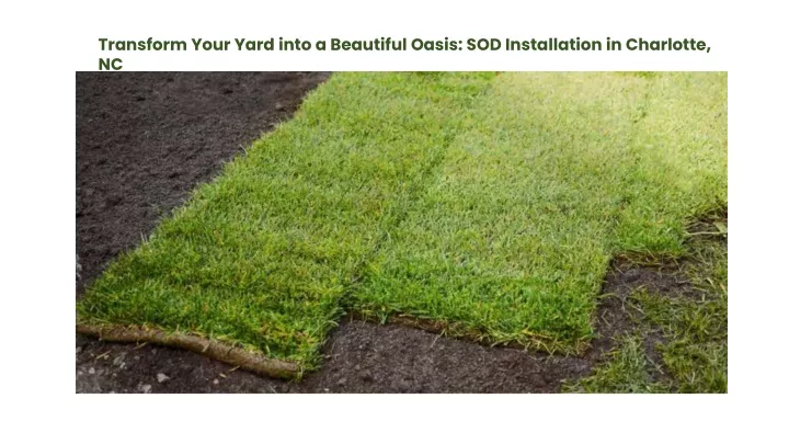 transform your yard into a beautiful oasis