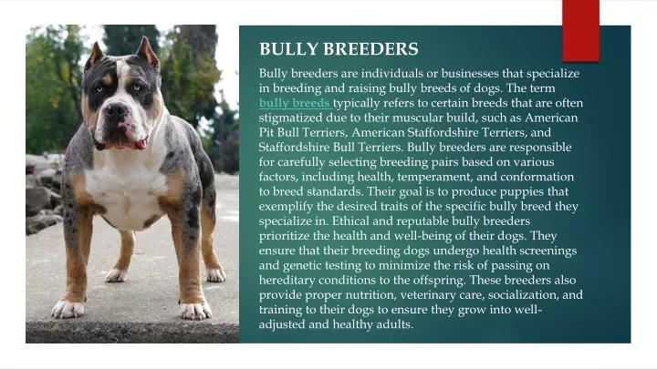 bully breeders