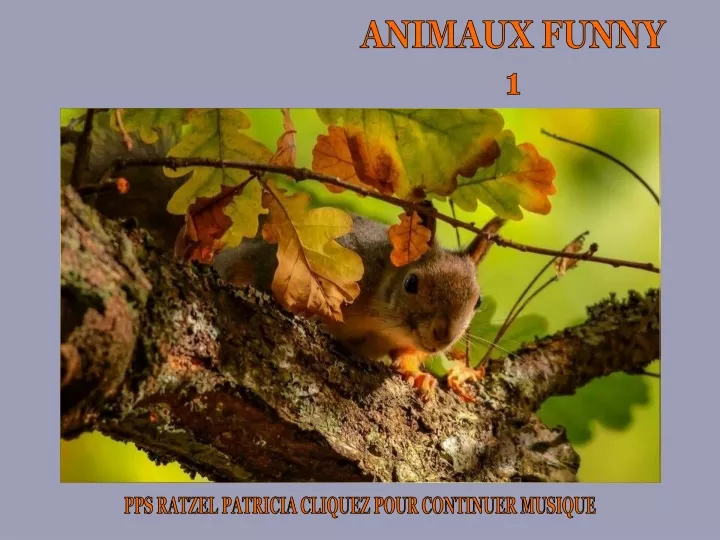 animaux funny 1