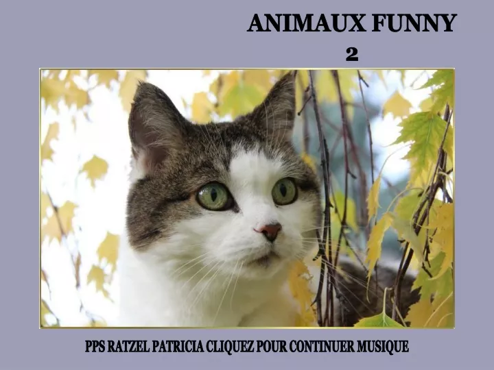 animaux funny 2