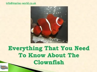 Everything That You Need To Know About The Clownfish