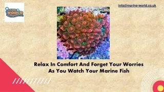 Relax In Comfort And Forget Your Worries As You Watch Your Marine Fish